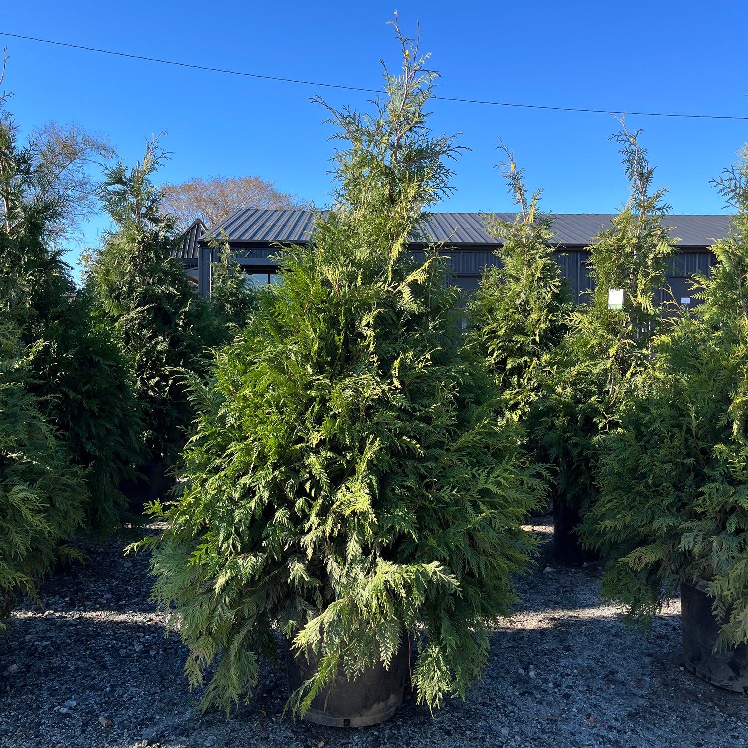 Green Giant Arborvitae