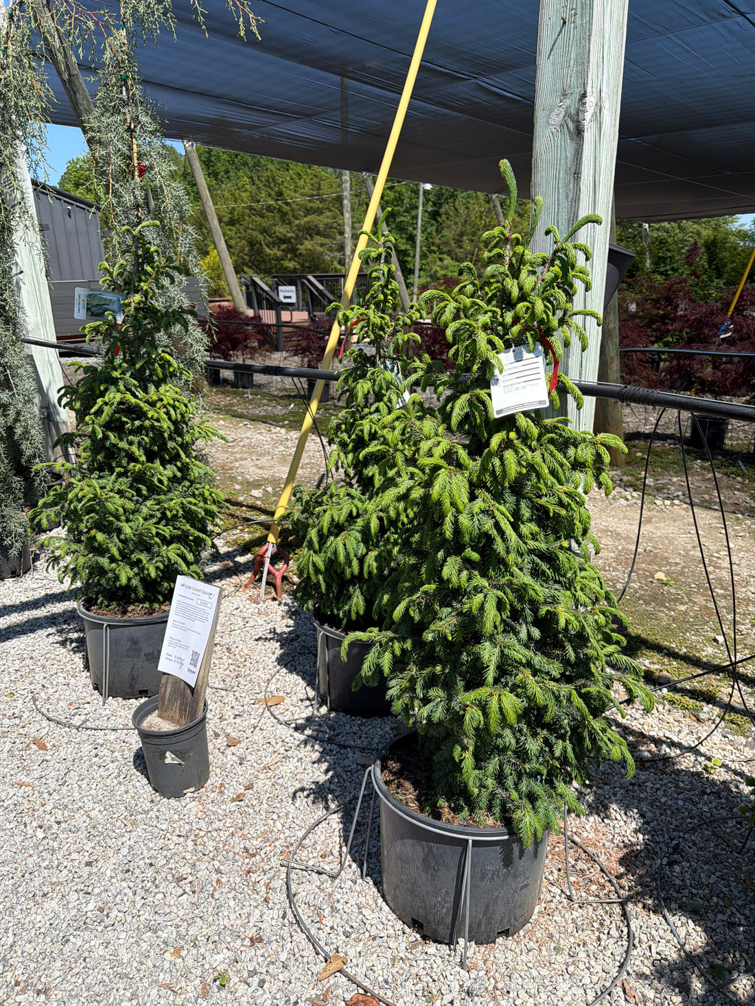 Purple-Cone Spruce