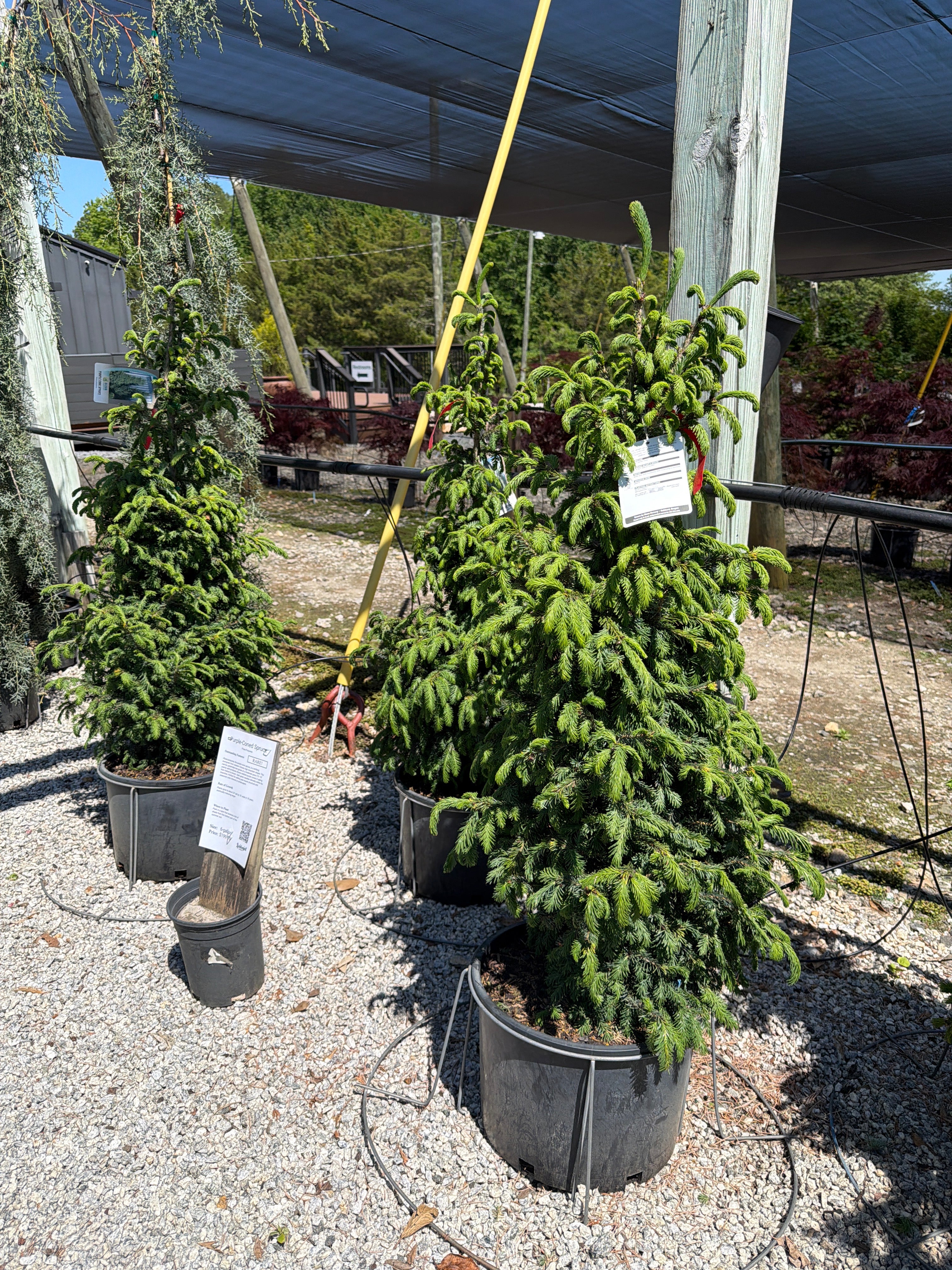 Purple-Cone Spruce