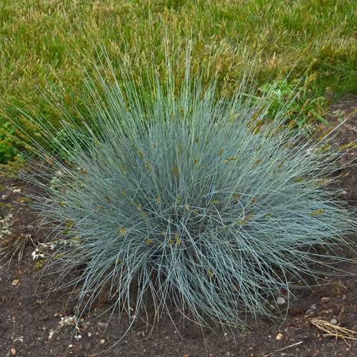 Ornamental Grasses
