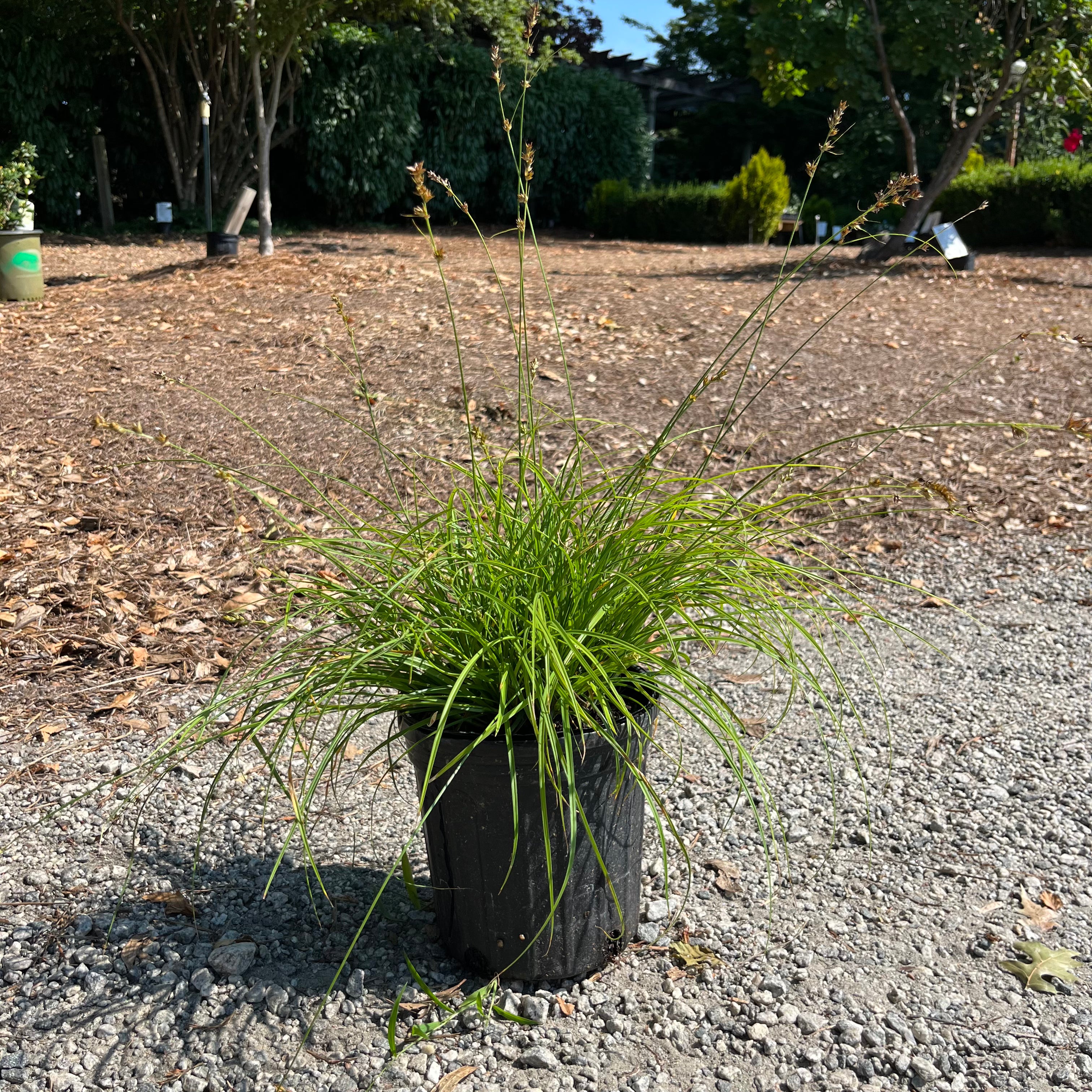 Grassland Carex 1 Gal – Lichtenfelt's