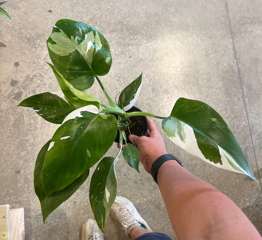 White Wizard Philodendron