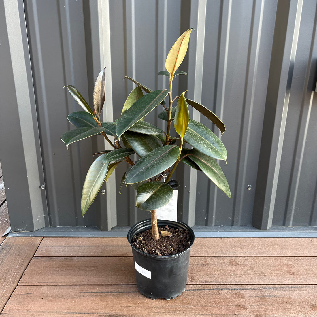 Burgundy Ficus (Bush Form)