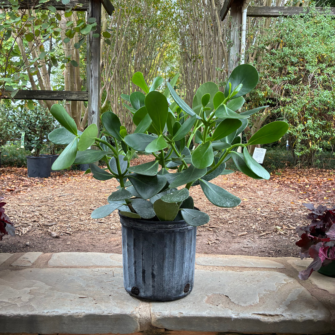 Small Leaf Clusia