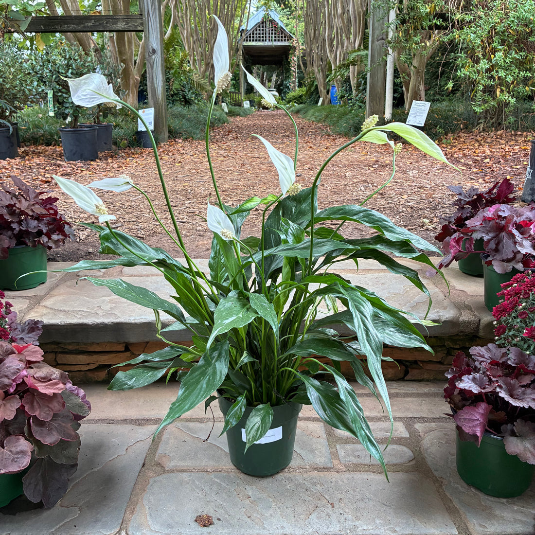 Domino Variegated Peace Lily