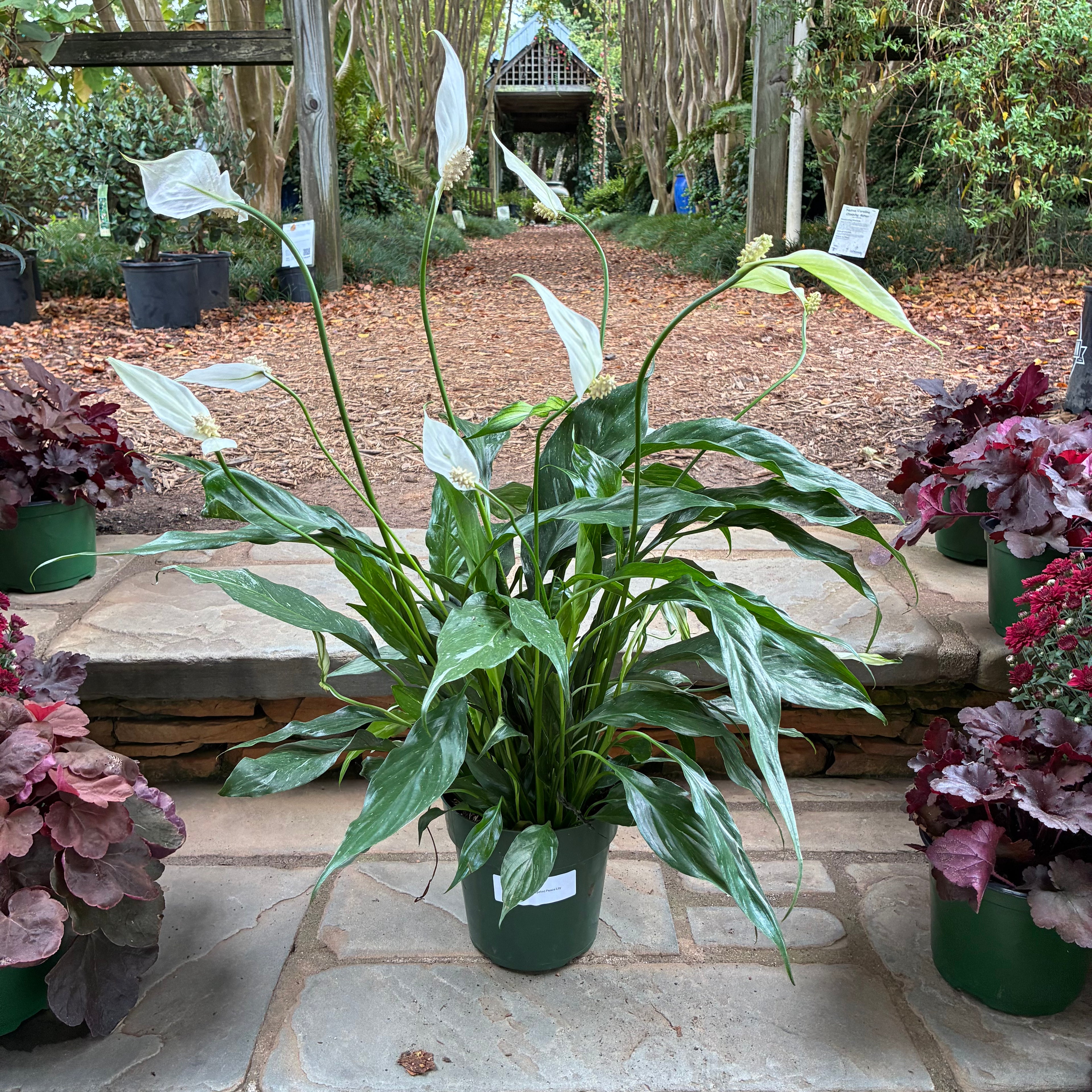 Domino Variegated Peace Lily