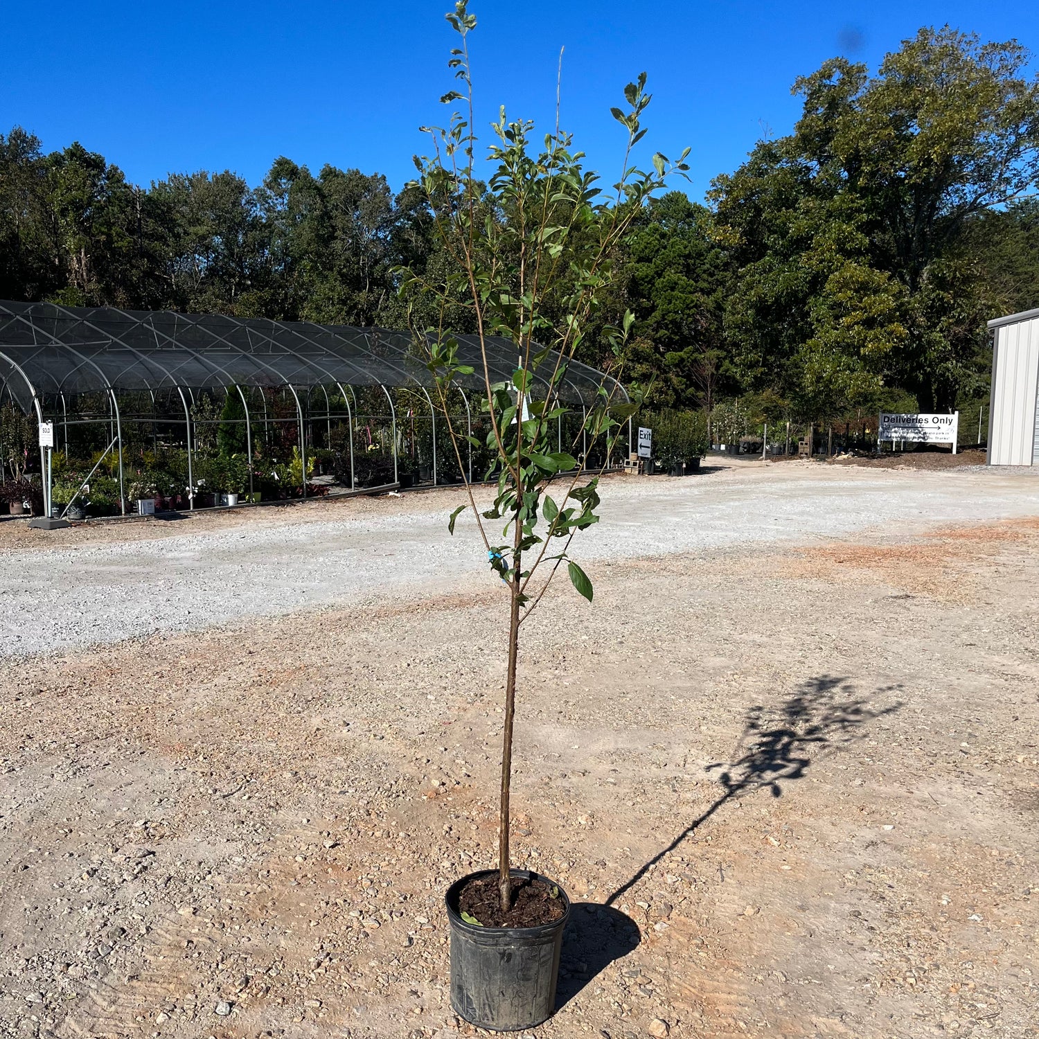 Santa Rosa Plum