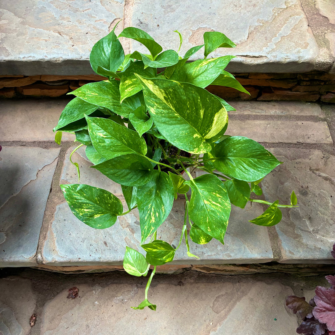 Golden Pothos
