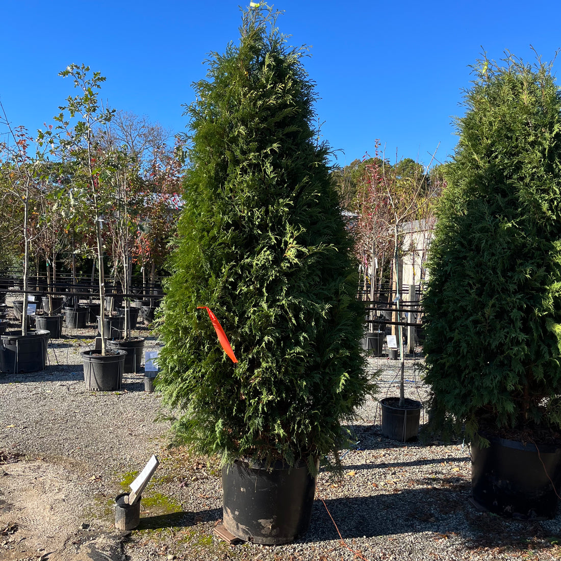 Nigra Arborvitae