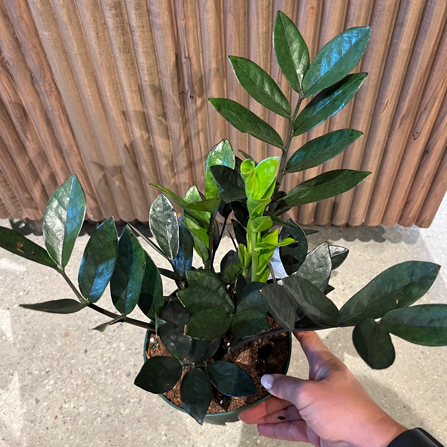 zz plants toxic to dogs Super Nova ZZ Plant – Lichtenfelt's
