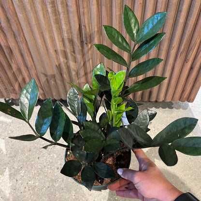 neon zz plant Super Nova ZZ Plant – Lichtenfelt's