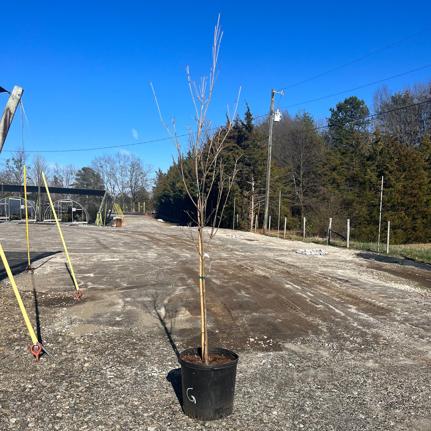 Galilean Dogwood