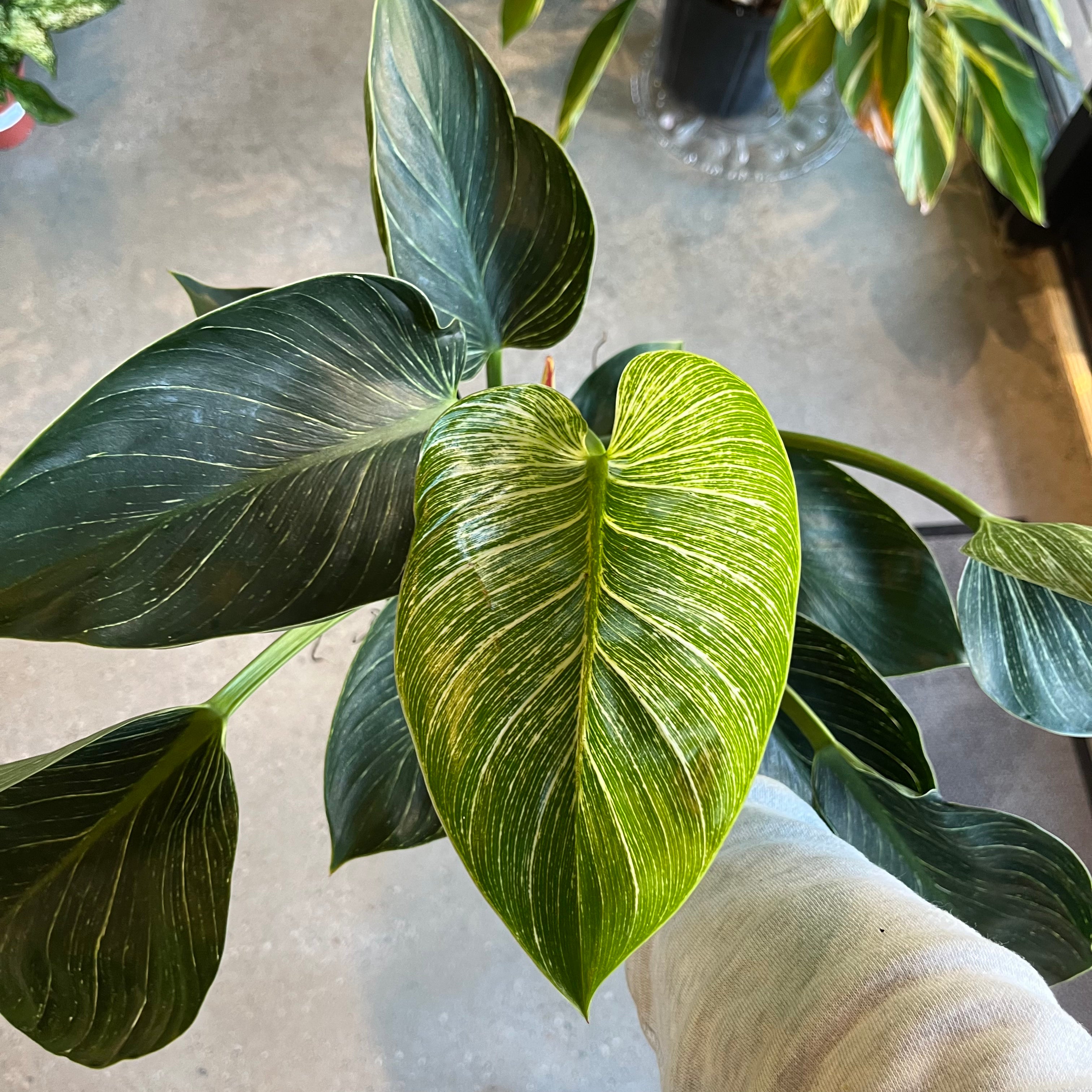 Philodendron Birkin