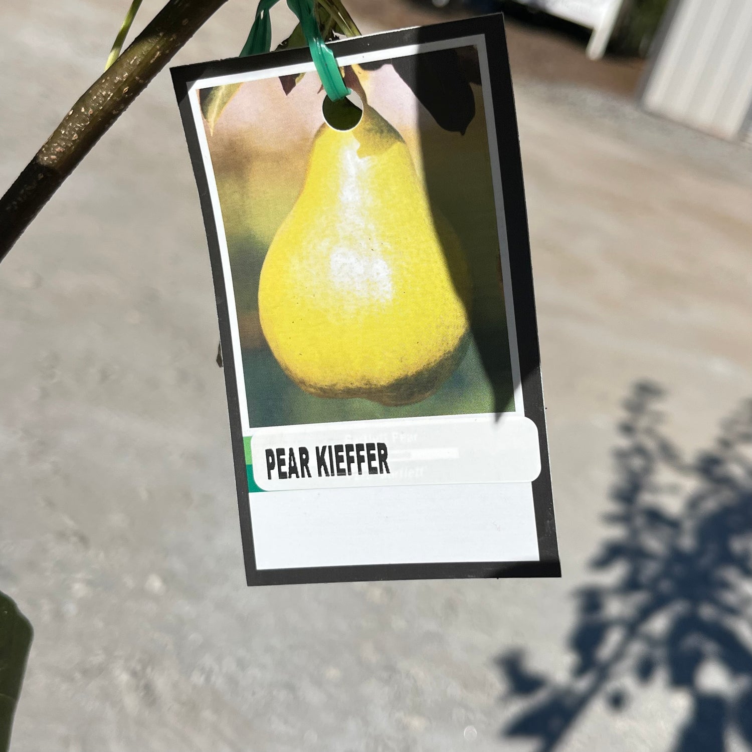 Kieffer Pear