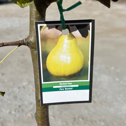 Bartlett Pear