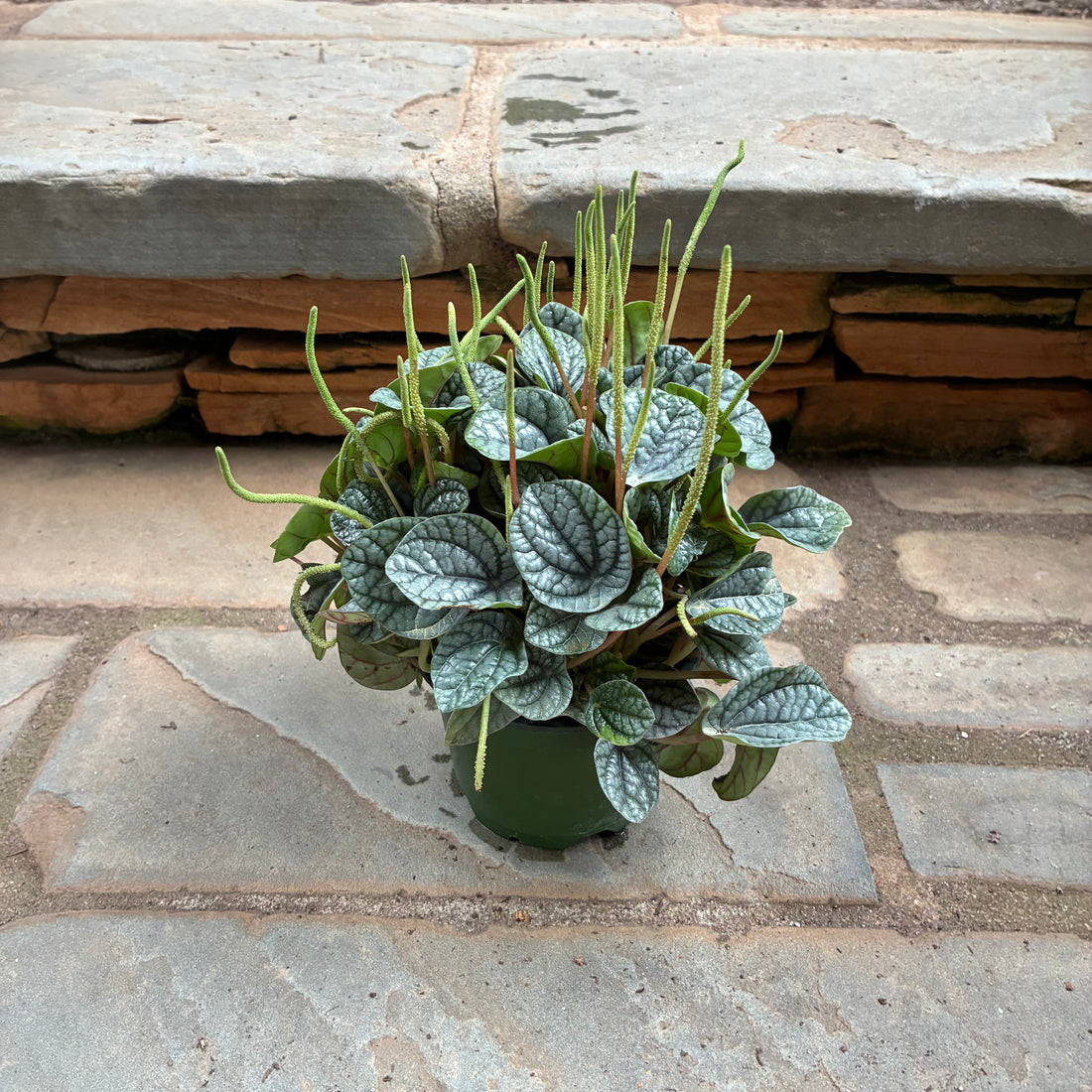 Greyhound Peperomia