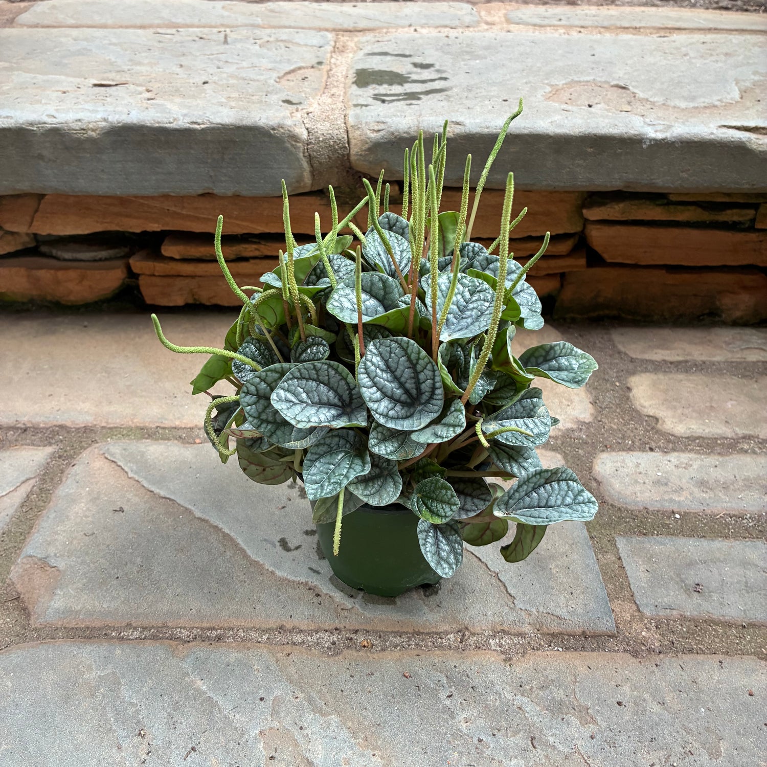 Greyhound Peperomia