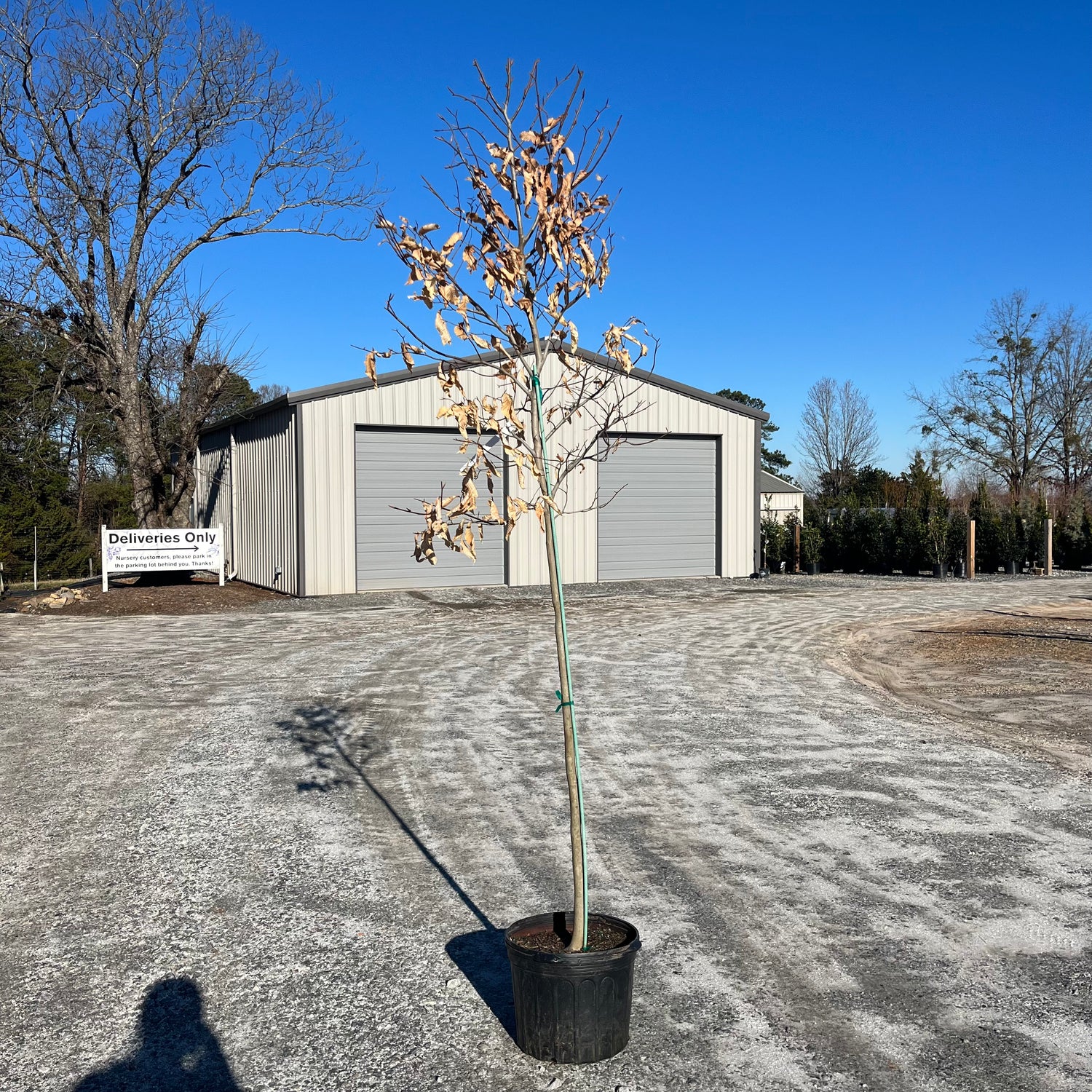 American Beech