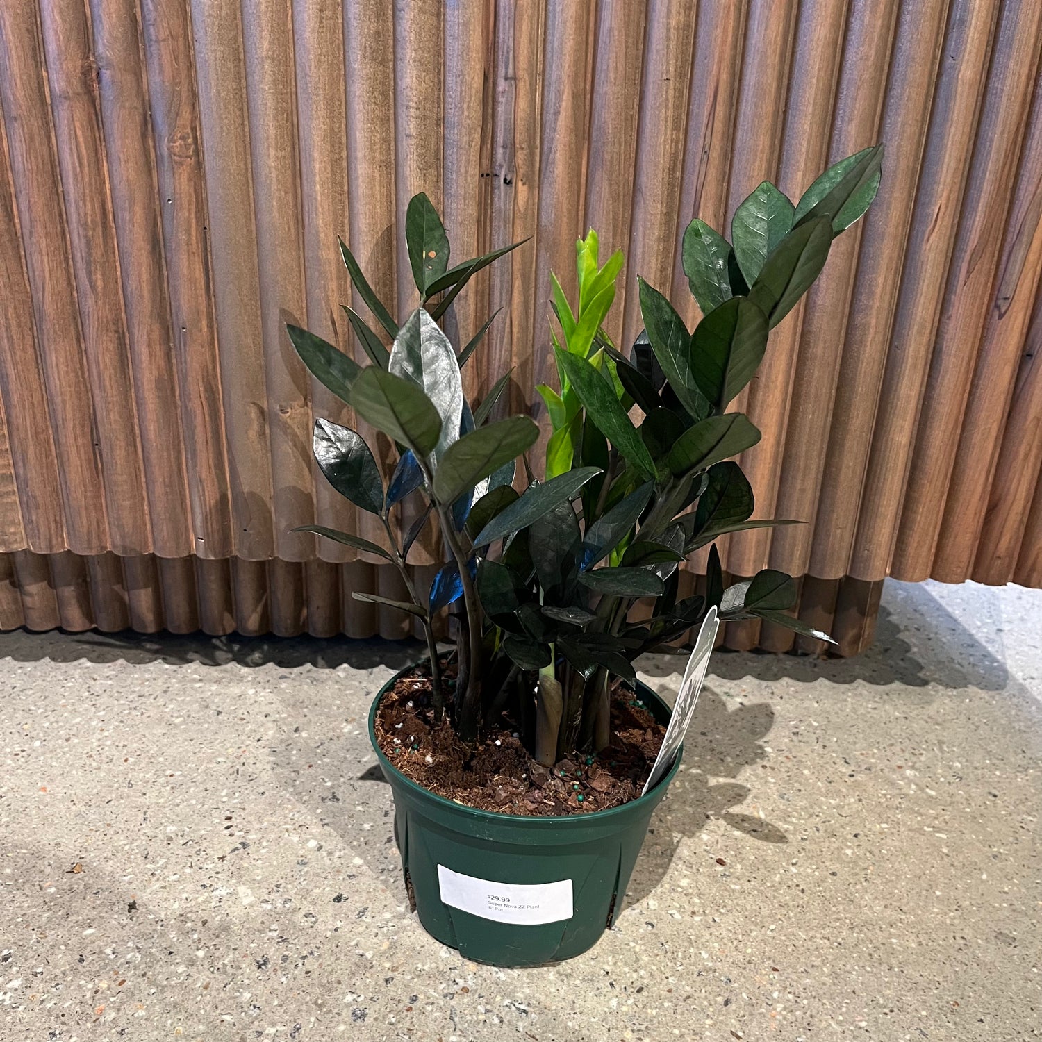 where can i buy zz plants Super Nova ZZ Plant – Lichtenfelt's