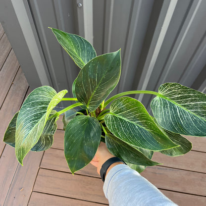 philodendron birkin disease Philodendron Birkin – Lichtenfelt's