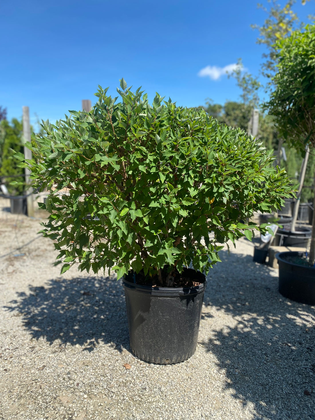 Fox Valley/Little King Birch