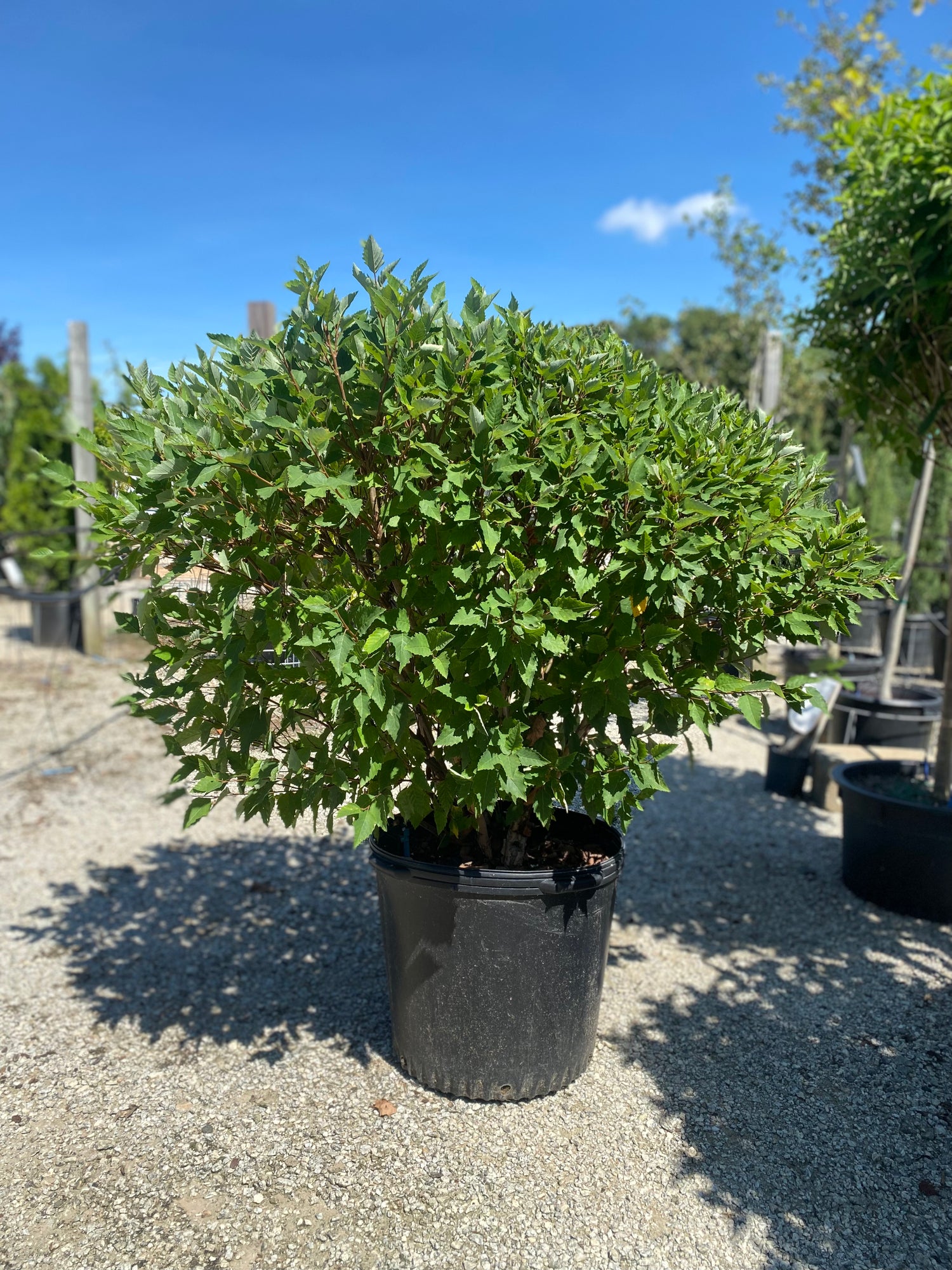 Fox Valley/Little King Birch