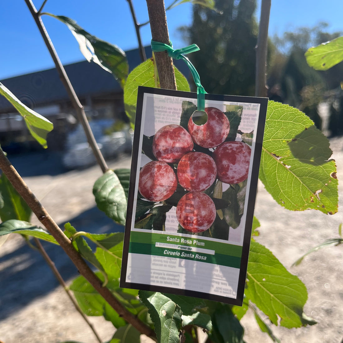 Santa Rosa Plum