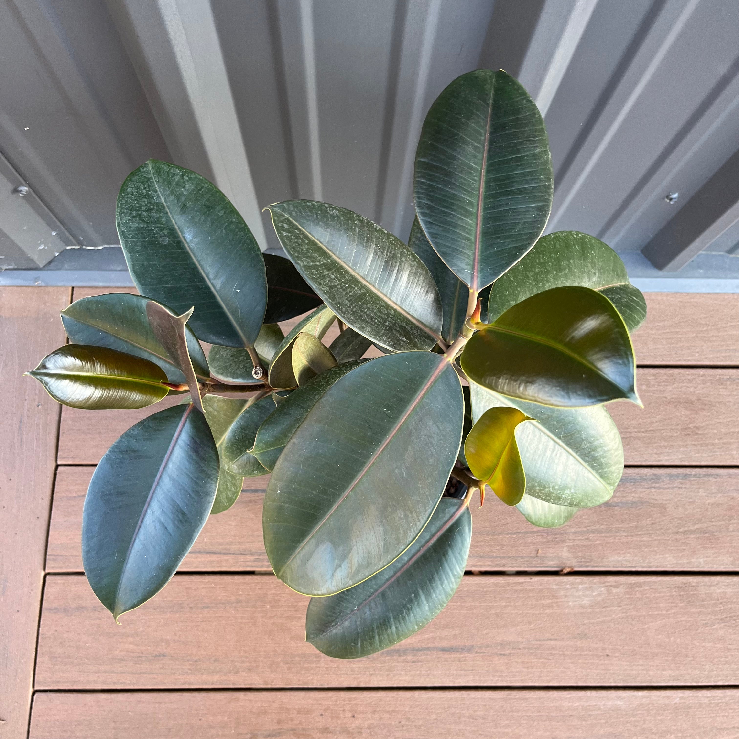 Burgundy Ficus