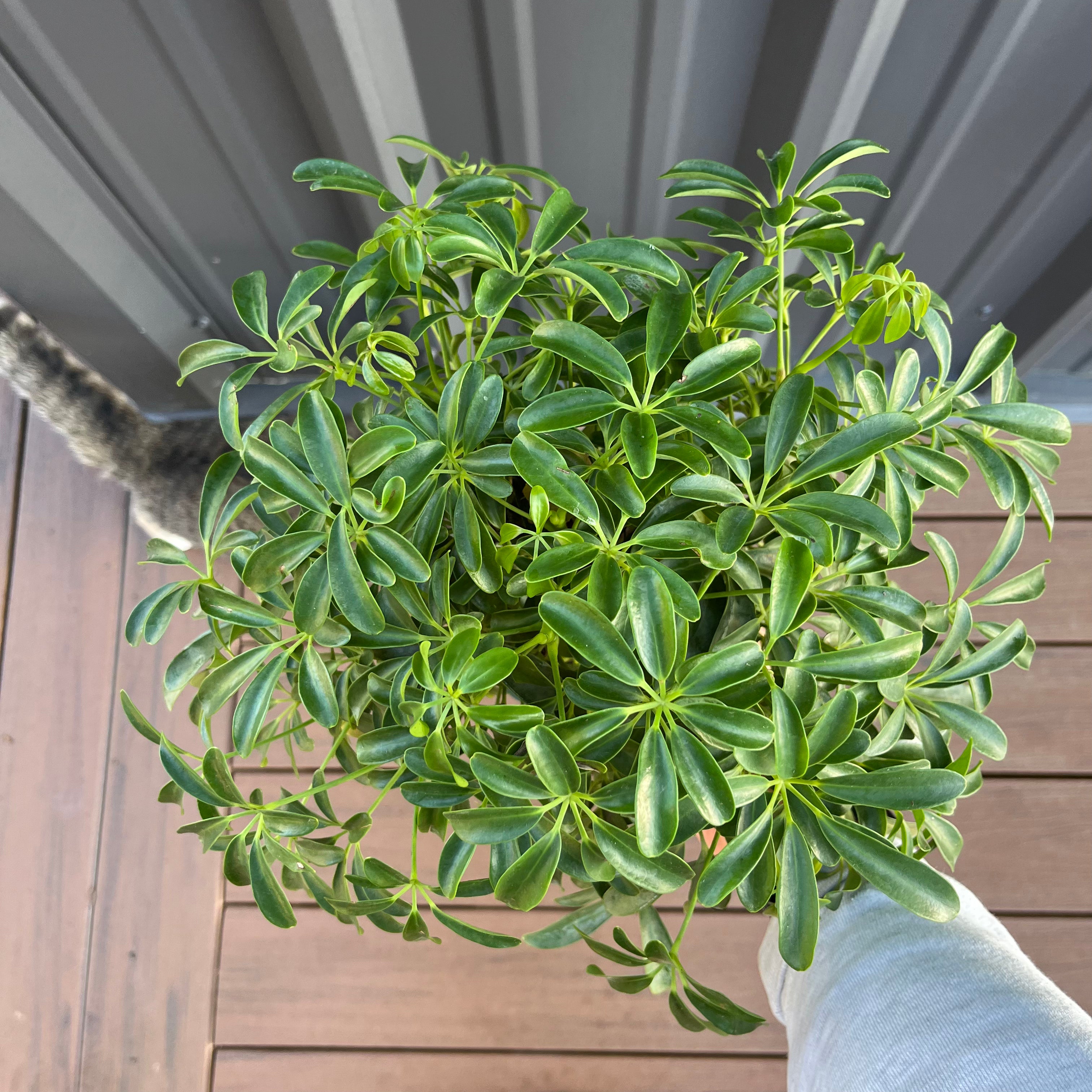 Mini Green Schefflera