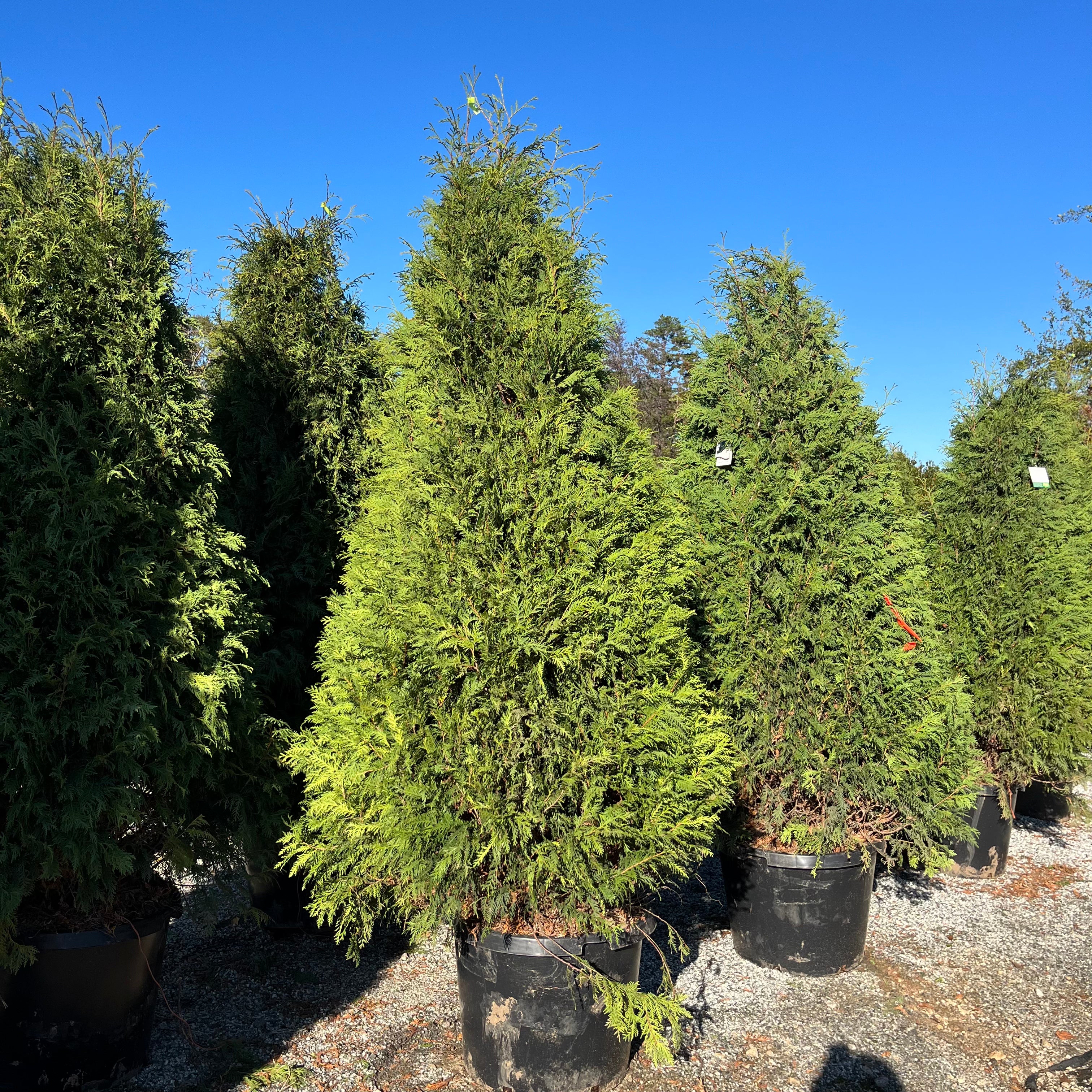 Nigra Arborvitae