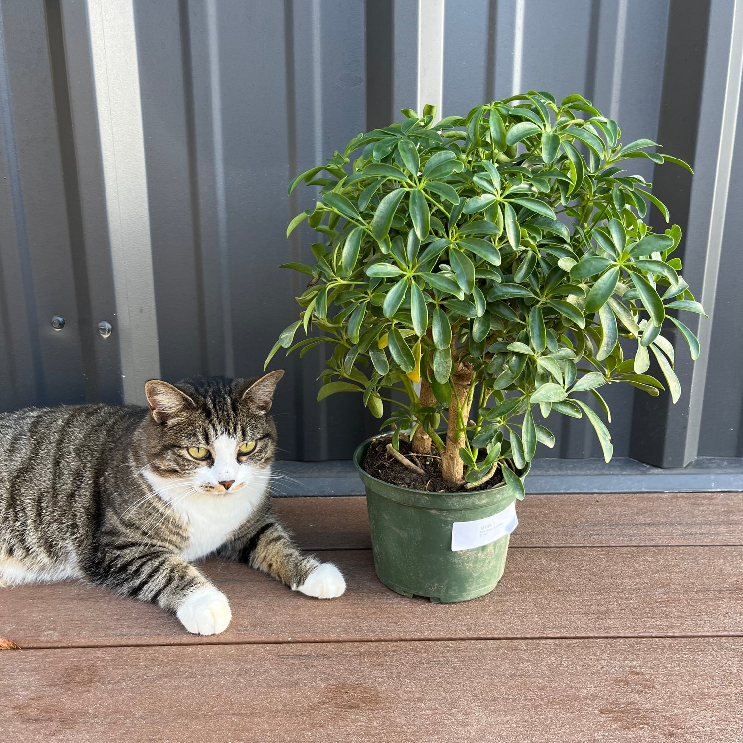 Mini Green Schefflera