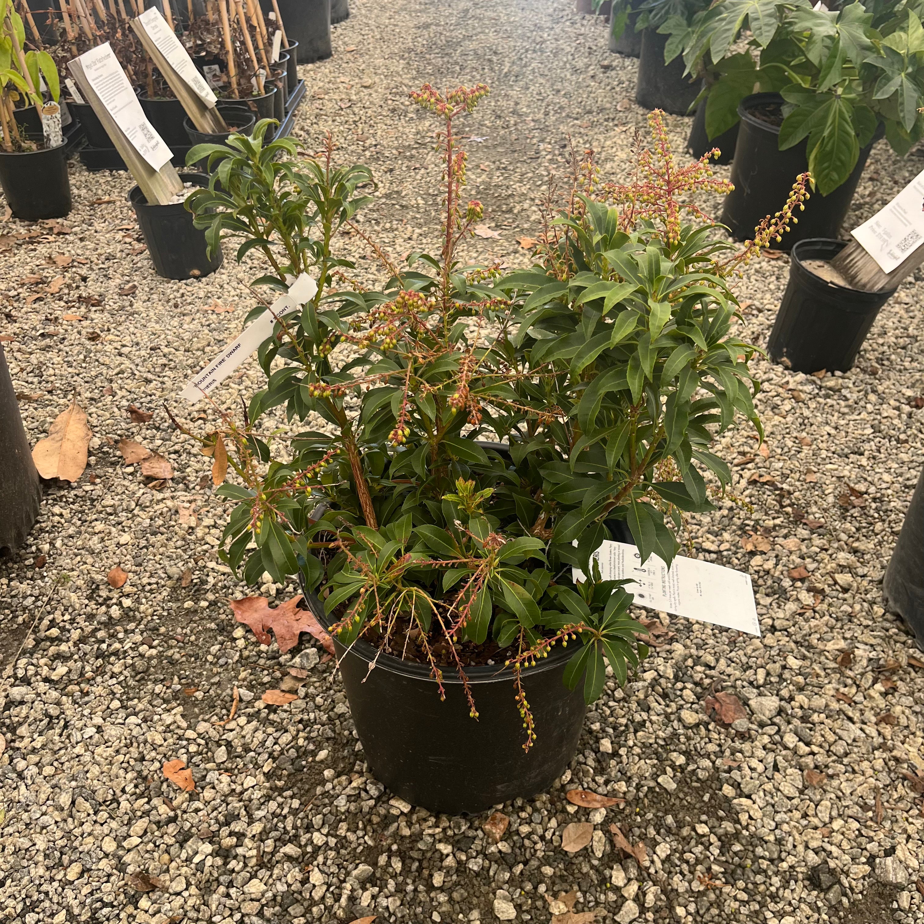 Mountain Fire Pieris 3 Gal