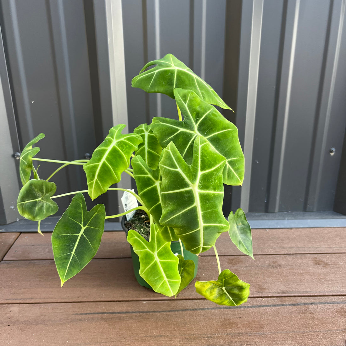 Velvet Elvis Alocasia