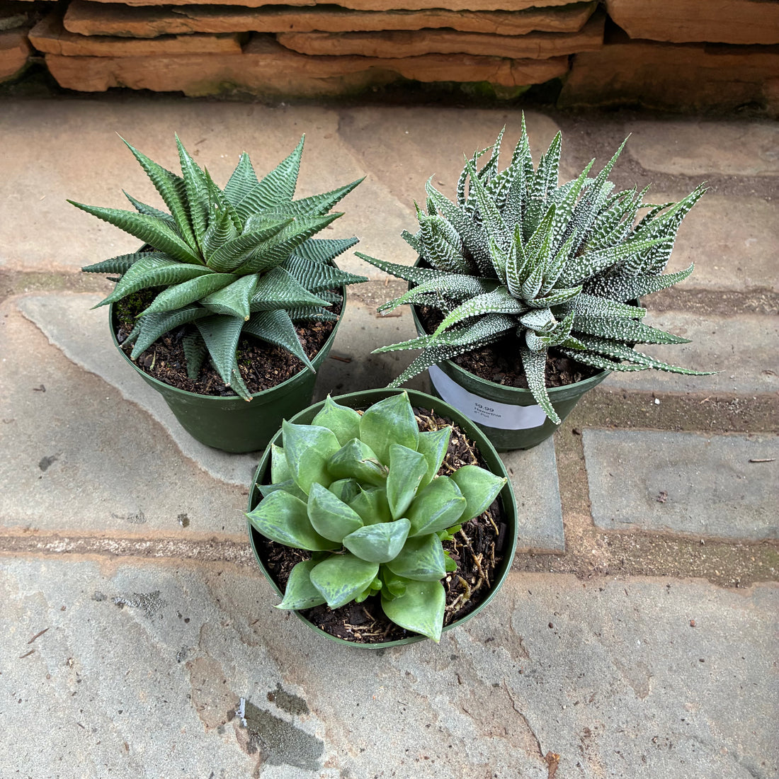 Haworthia