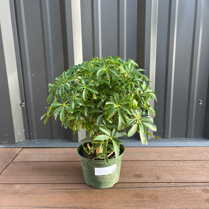 Mini Green Schefflera