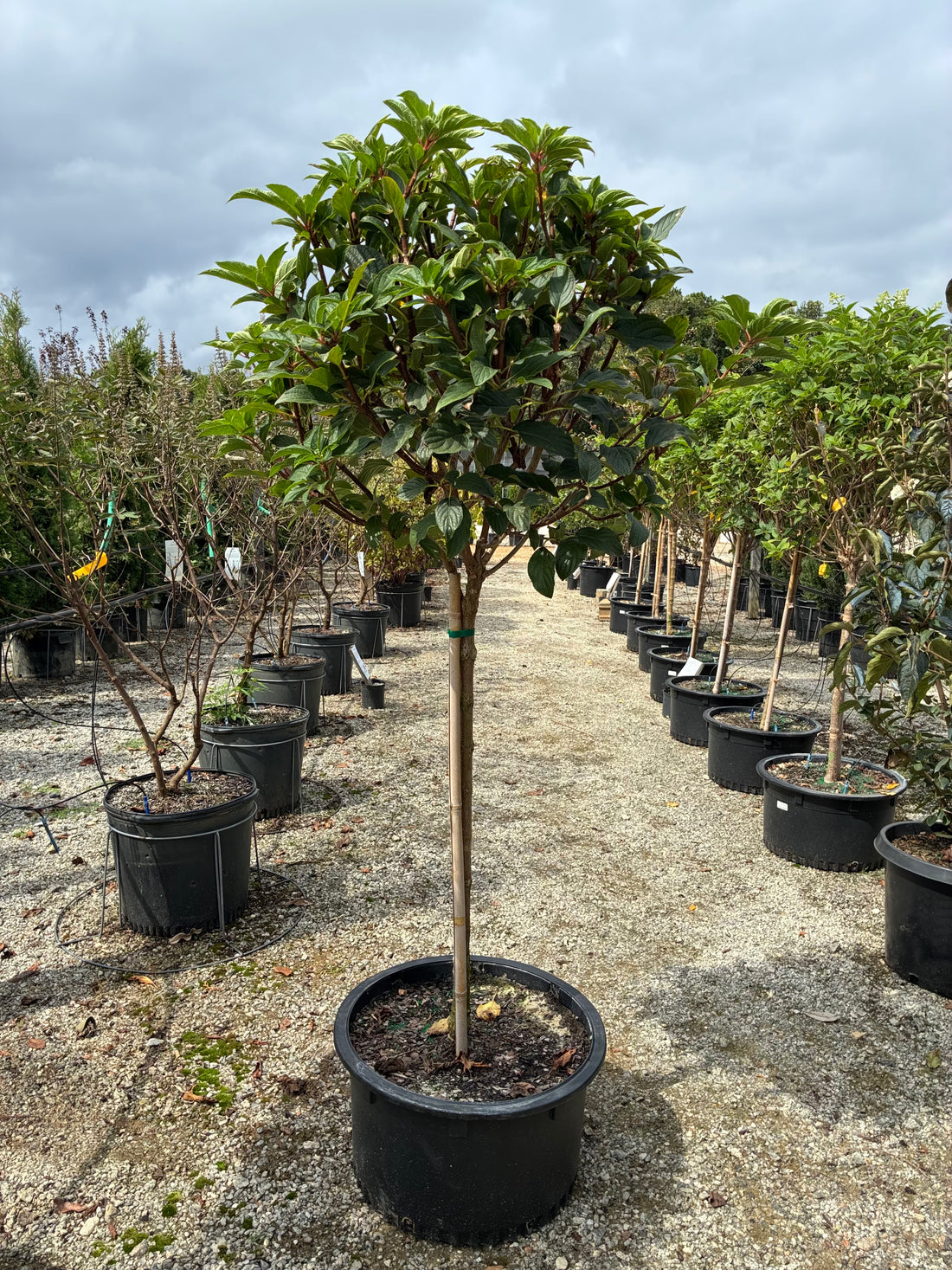 Vanilla Strawberry Hydrangea Patio-Tree