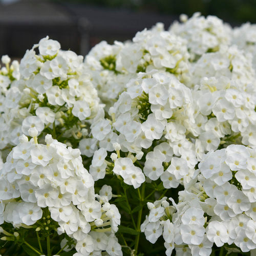 Garden Phlox