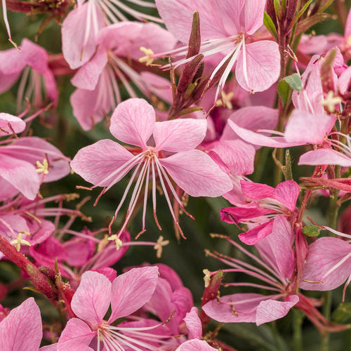 Gaura