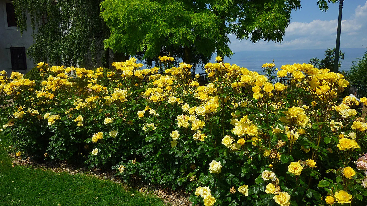 Gilded Sun Rose