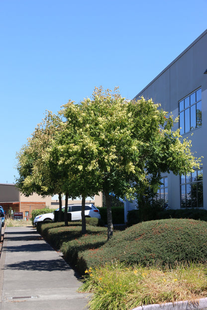 Golden Raintree