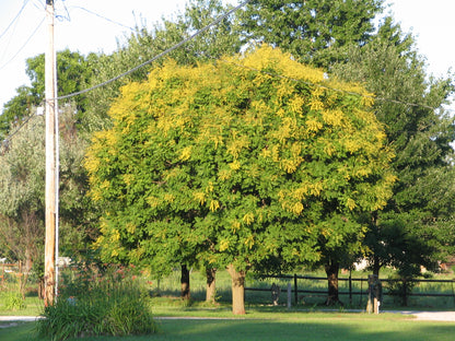 Golden Raintree