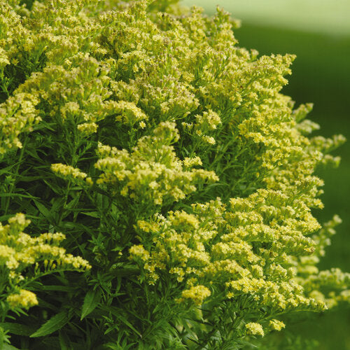 Goldenrod