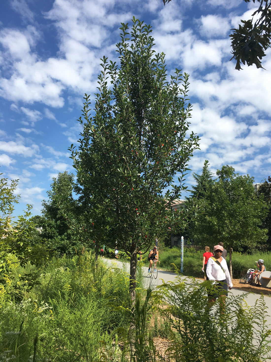 Green Gable Blackgum