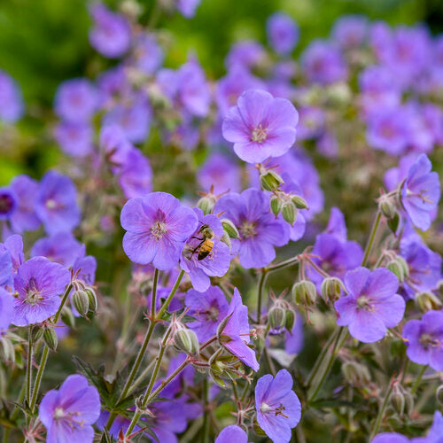 Hardy Geranium