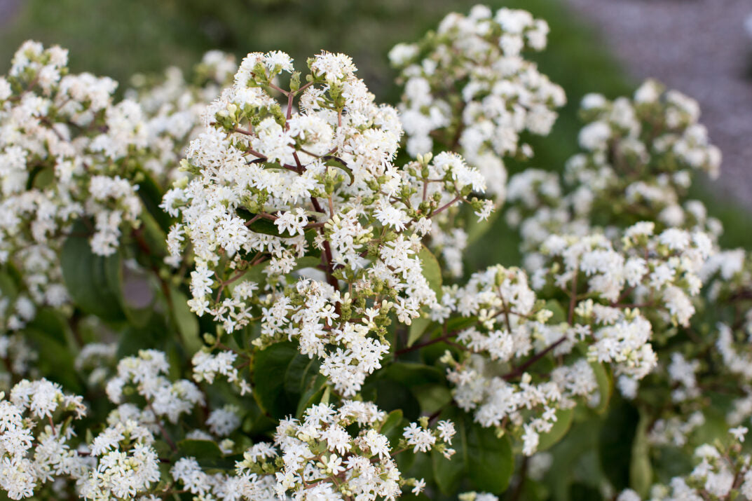 Tianshan Seven-Son Flower