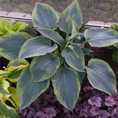 Hosta