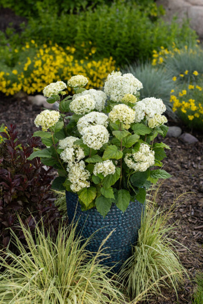 FlowerFull Hydrangea