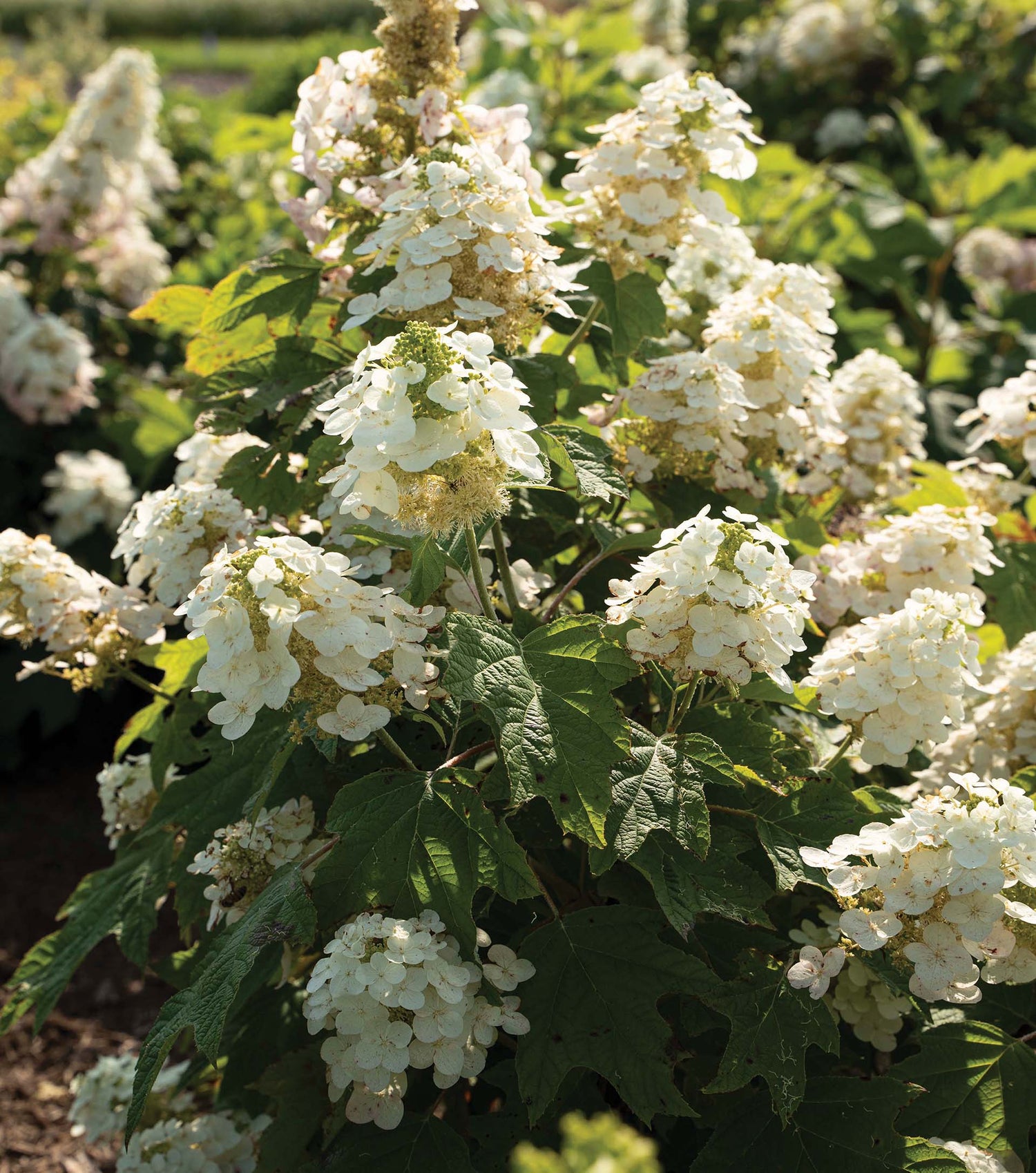 Autumn Reprise Oakleaf Hydrangea