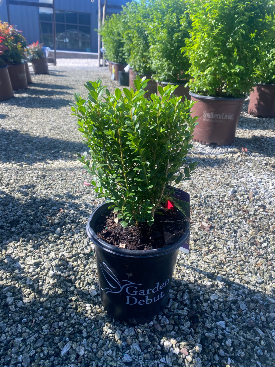 Baby Gem Boxwood