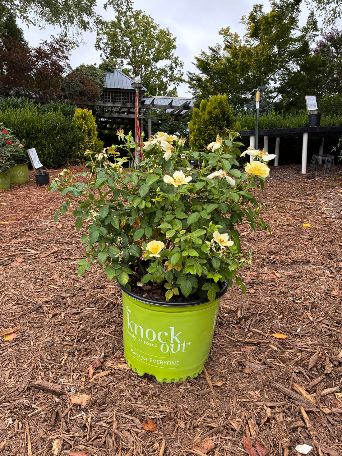Easy Bee-zy Knockout Rose